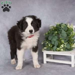 Buddy, Border Collie Puppy